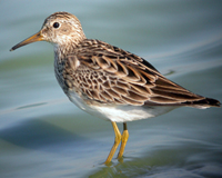 Pectoral Sandpiper, by Stephen J. Dinsmore