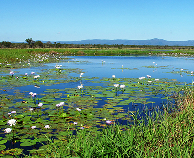 conserving wetlands