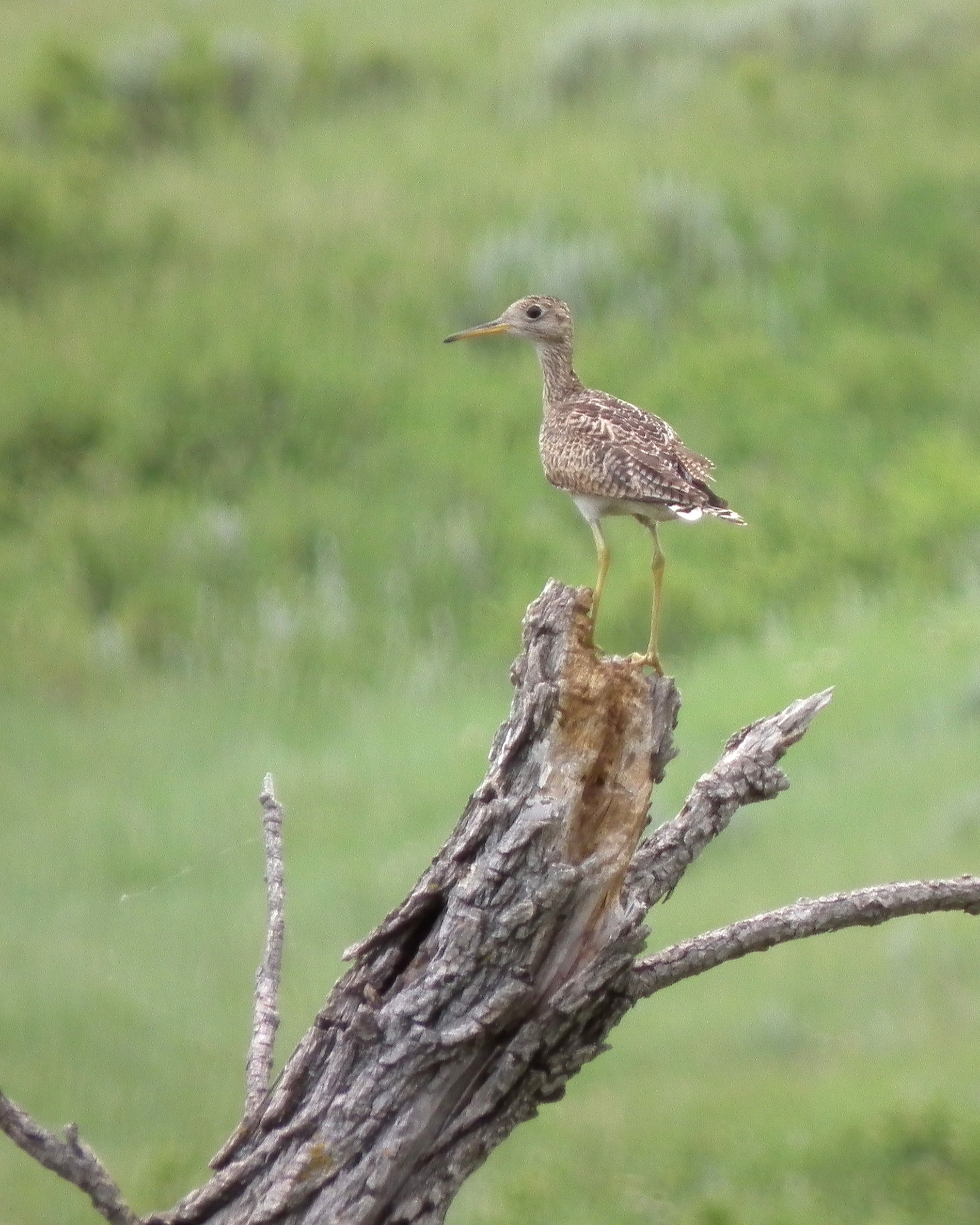 Mortenson Bird