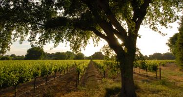 Lange Twins Wine Estates