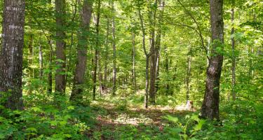 Tallow Creek Farm