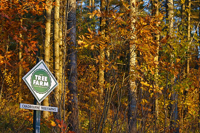 Tree Farm Conservation