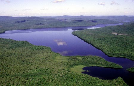 Pingree Forest Easement