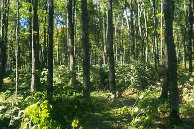 Pingree Forest Hardwood Stand