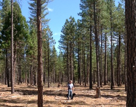 On the Stents’ Thousand Springs Ranch in California – thinned forest