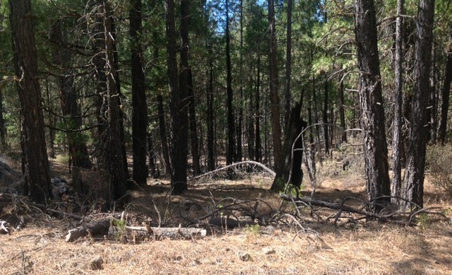 On the Stents’ Thousand Springs Ranch in California – unthinned forest