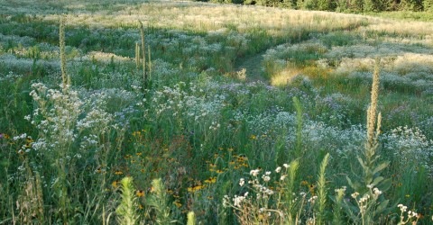 Wildflowers from Sunnyside - photo courtesy of thefarmatsunnyside.com