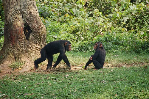 The U.S. uses more chimps for research than any other country in the world. Image by Dylan Walters.