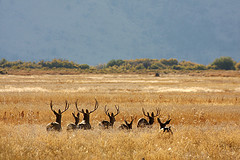 Mule deer bucks.  Photo by US Fish & Wildlife Service, HQ via Flickr Creative Commons.