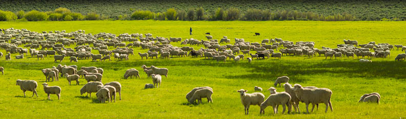 Flock of sheep at Lava Lake Ranch.  Photo courtesy of lavalakelamb.com.