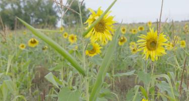 Wilson Family Farm