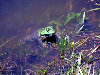 wetland frog
